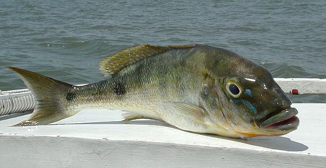 Boulengerochromis microlepis