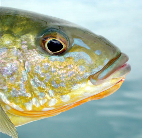 Boulengerochromis microlepis