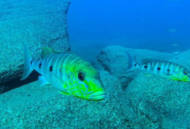 Boulengerochromis microlepis