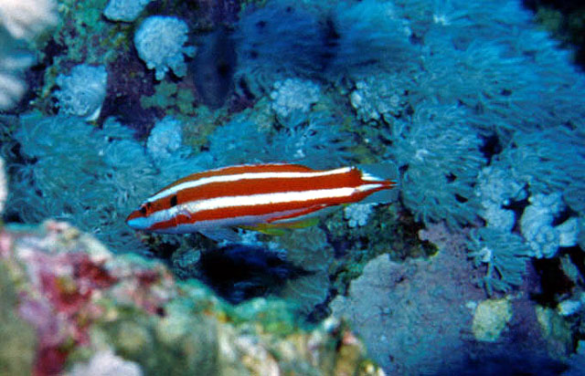 Bodianus opercularis