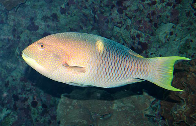 Bodianus perditio