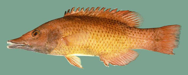 Bodianus prognathus