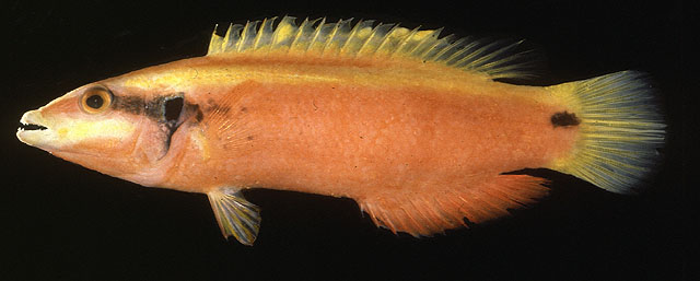 Bodianus sanguineus