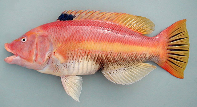 Bodianus scrofa