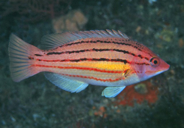 Bodianus trilineatus