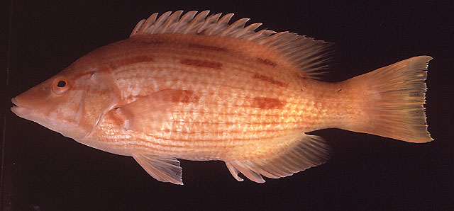 Bodianus vulpinus