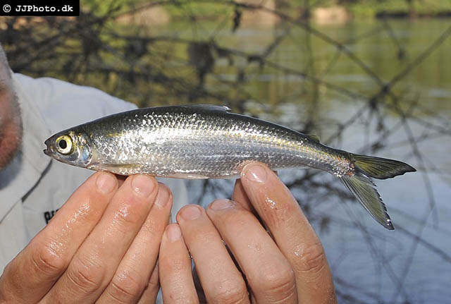 Bryconops alburnoides