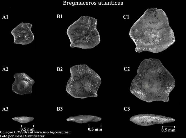 Bregmaceros atlanticus