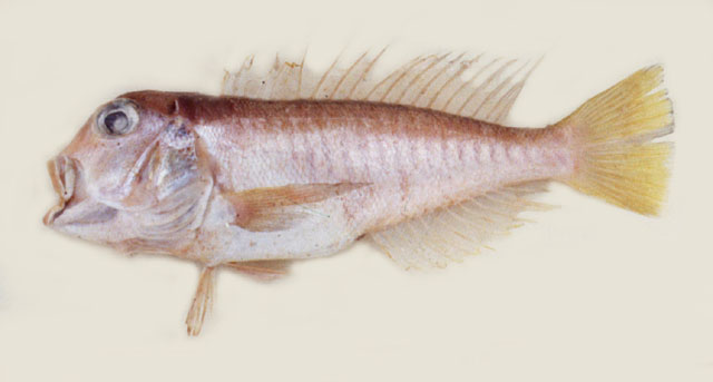 Branchiostegus doliatus