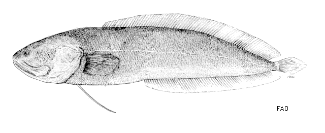 Diancistrus erythraeus