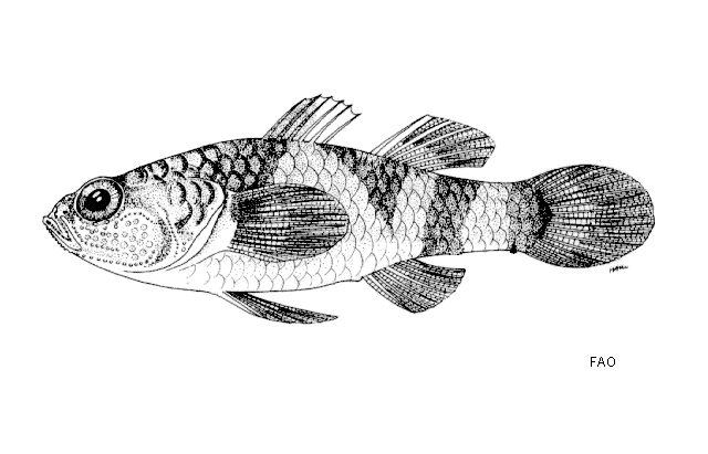 Brachygobius kabiliensis