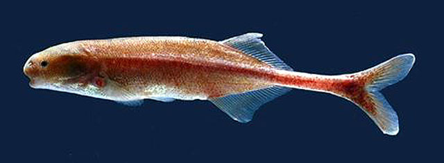 Paramormyrops longicaudatus