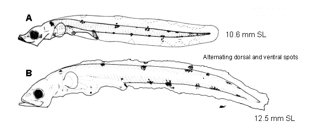 Brosmophycis marginata