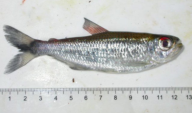 Bryconops melanurus