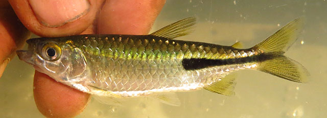 Brycinus peringueyi