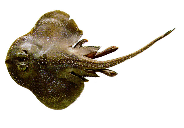 Breviraja spinosa