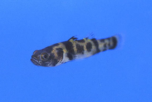 Brachygobius xanthomelas