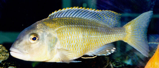 Buccochromis nototaenia