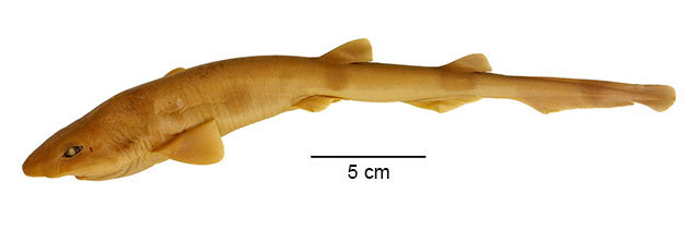 Bythaelurus tenuicephalus