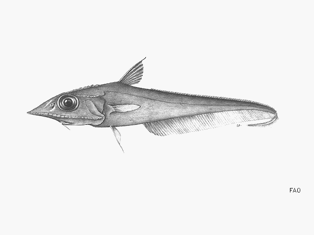 Coelorinchus acanthiger