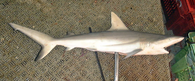 Carcharhinus altimus