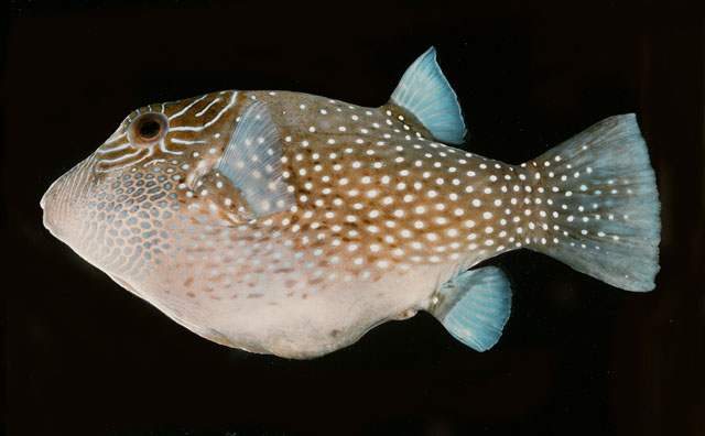 Canthigaster amboinensis