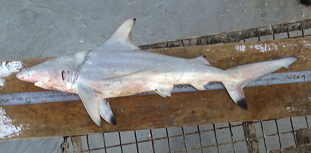 Carcharhinus amblyrhynchoides