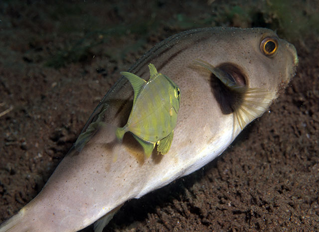 Atropus armatus