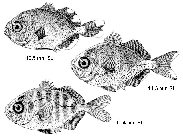 Caranx bartholomaei