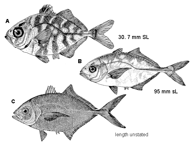 Caranx bartholomaei