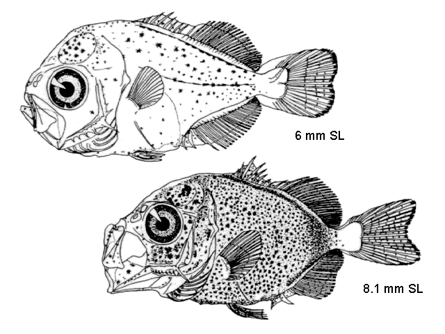 Caranx bartholomaei