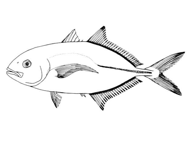 Caranx bartholomaei