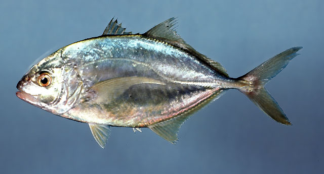 Caranx bartholomaei