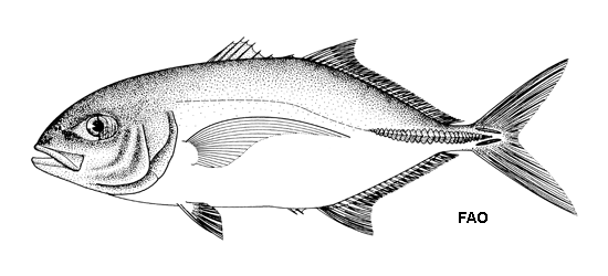 Caranx bartholomaei