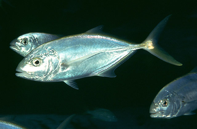 Caranx bartholomaei