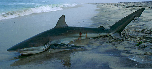 Carcharhinus brachyurus