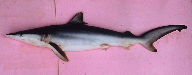 Carcharhinus brachyurus