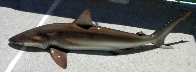 Carcharhinus brachyurus