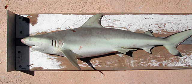 Carcharhinus cautus