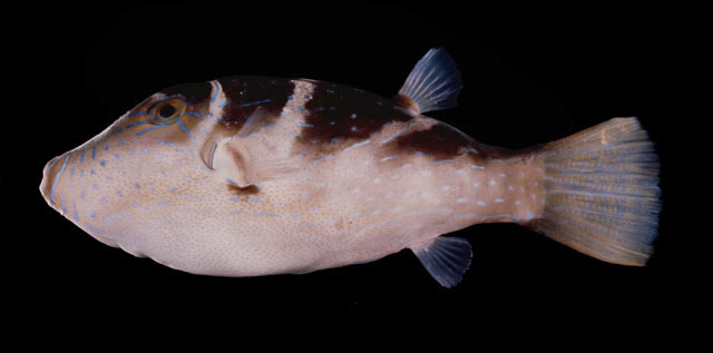 Canthigaster cyanospilota