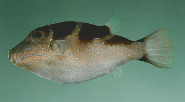 Canthigaster cyanospilota