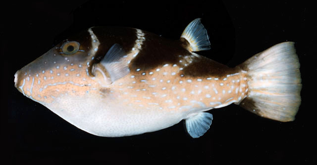 Canthigaster cyanospilota