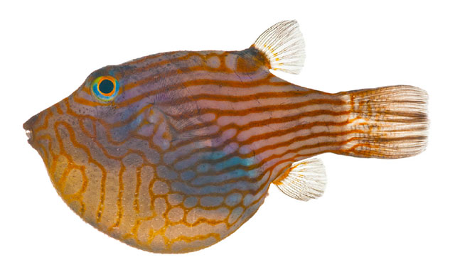 Canthigaster criobe