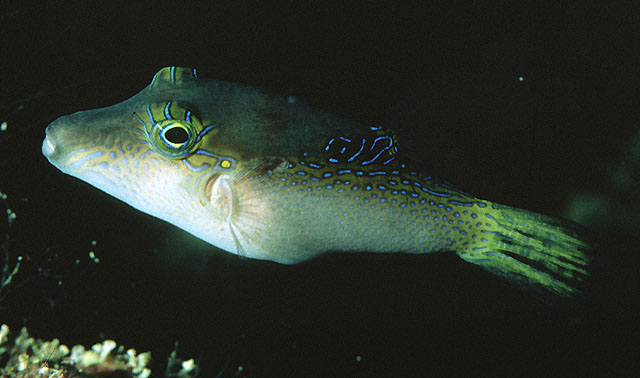 Canthigaster epilampra