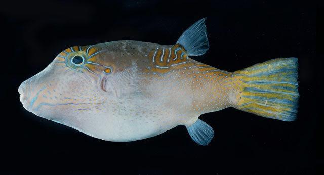 Canthigaster epilampra