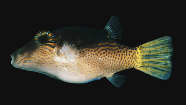 Canthigaster epilampra