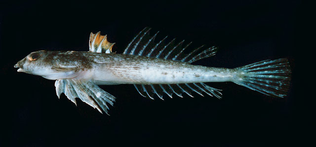 Callionymus erythraeus