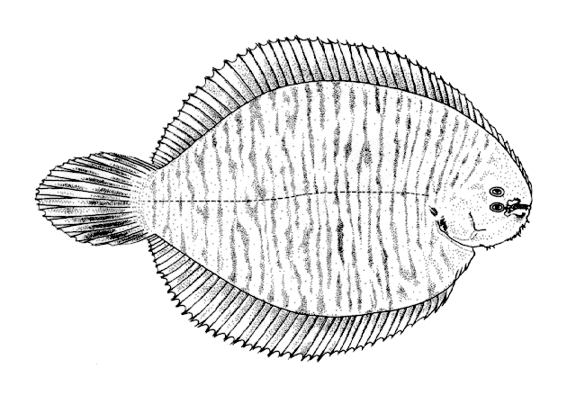 Catathyridium garmani