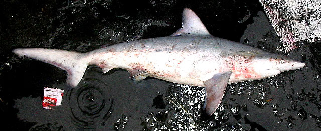 Carcharhinus hemiodon