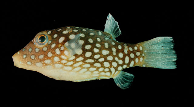 Canthigaster jactator